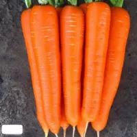 Купить семена Морковь Лагуна в пакетах