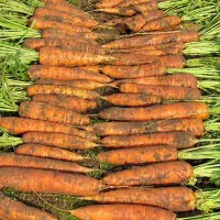 Морковь нантская