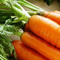 Морковь нантская