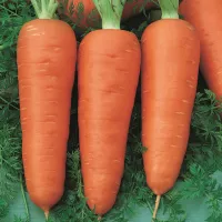 Купить семена Морковь Ред кор в пакете (сортотип Шантанэ)
