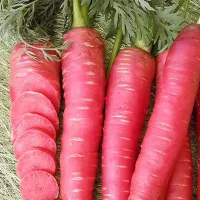 Купить Морковь Рубиновая