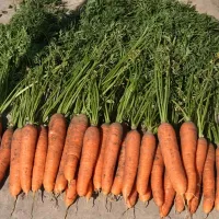 Морковь самсон