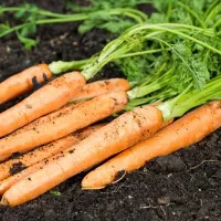 Морковь самсон