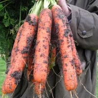 Морковь самсон