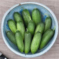 Купить Огурец Адам F1