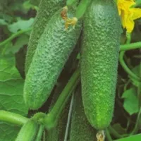 Купить Огурец Адам F1