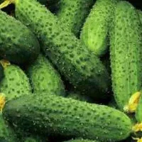 Купить Огурец Амур F1