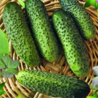 Купить Огурец Амур F1