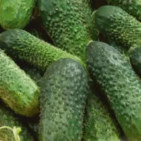 Купить Огурец Артист F1