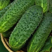 Купить Огурец Артист F1