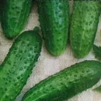 Купить Огурец Берендей F1