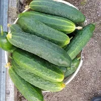 Купить Огурец Берендей F1