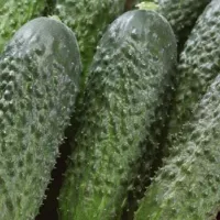 Купить Огурец Бьерн F1