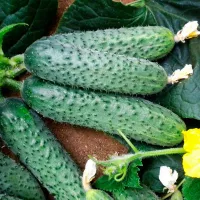 Купить Огурец Бьерн