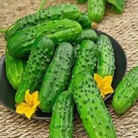 Купить Огурец Бочковой F1