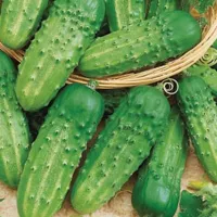 Купить Огурец Бочковой F1