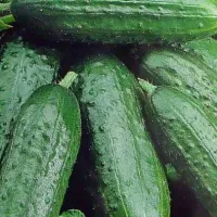 Купить Огурец Буян F1