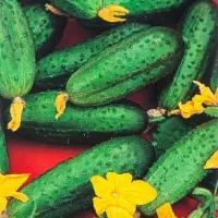 Купить Огурец Буян F1