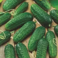 Купить Огурец Герман F1