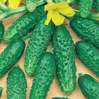 Купить Огурец Герман F1