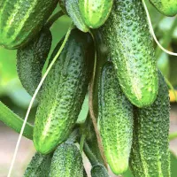 Купить огурец Гирлянда