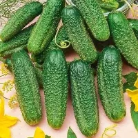 Купить Огурец Гирлянда F1