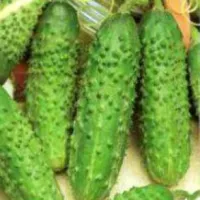 Купить огурец Гирлянда