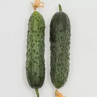 Купить Огурец Гуннар F1