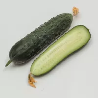 Купить Огурец Гуннар F1