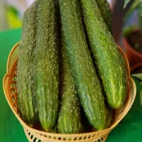 Купить Огурец Изумрудный поток F1