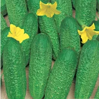 Купить Огурец Изящный