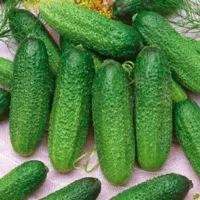 Купить Огурец Изящный