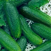 Купить Огурец Клавдия F1