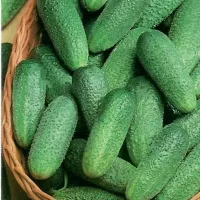 Купить Огурец Клавдия F1