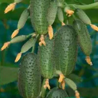 Купить Огурец Колибри F1