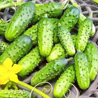 Купить огурец Колибри