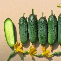 Купить огурец Кураж