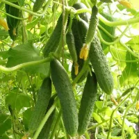 Купить огурец Кураж