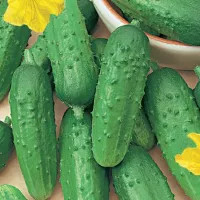 Купить Огурец Кустовой