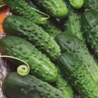 Купить Огурец Кустовой