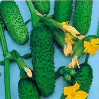 Купить Огурец Кузнечик F1