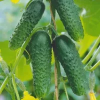 Купить Огурец Кузнечик F1