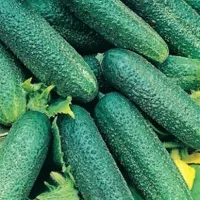 Купить Огурец Либелле F1