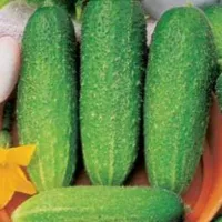 Купить Огурец Либелле F1