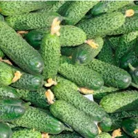 Купить Огурец Луховицкий F1