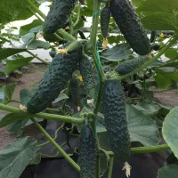 Купить Огурец Лютояр