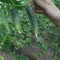 Купить Огурец Лютояр