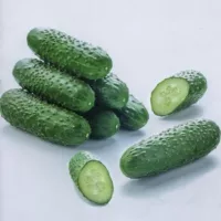 Купить Огурец Мадрилене F1