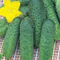 Купить Огурец Маринда F1