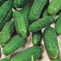 Купить Огурец Маринда F1